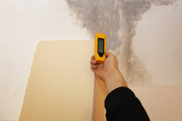 Best Mold Odor Removal Services  in Wharton, TX