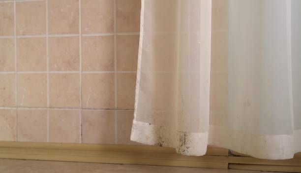  Wharton, TX Mold Removal Pros