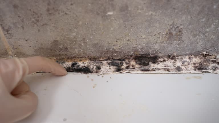 Best Comprehensive Air Testing for Mold Contaminants  in Wharton, TX